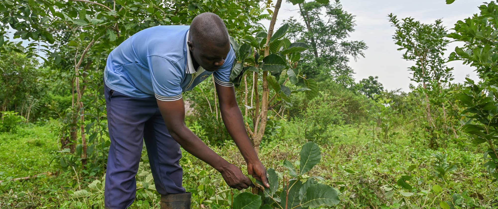 Regreen - farmer tending